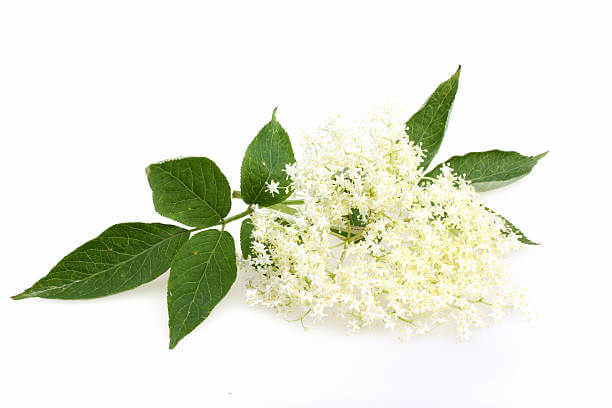 접골목 흰색 꽃이 이쁘게 놓여져 있는 모습
