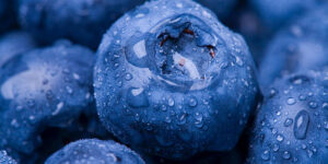 블루메리 효능 10가지, 칼로리, 하루 섭취량 등 보랏빛 블루베리에 물이 묻어 더욱 더 먹음직스럽게 보이는 사진